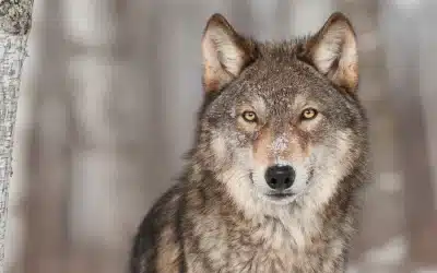 Der Wolf in Deutschland: Ein Rückkehrer erobert seine alte Heimat