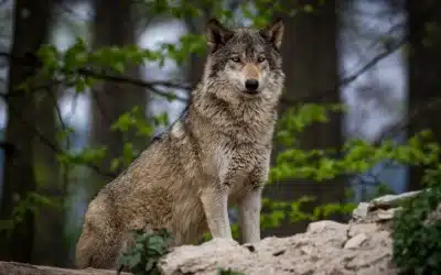 Wolf Bilder – Wildtiere in Deutschland