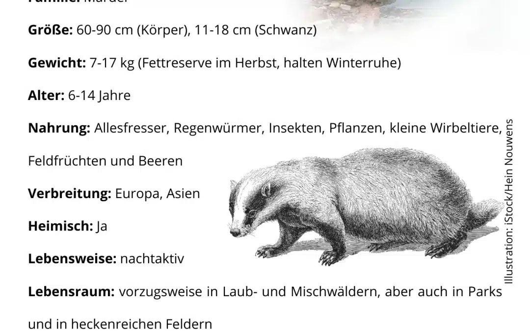Dachs Steckbrief: Ein Überblick über den faszinierenden Baumeister