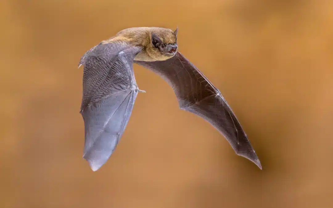Fledermaus Steckbrief: Die Zwergfledermaus
