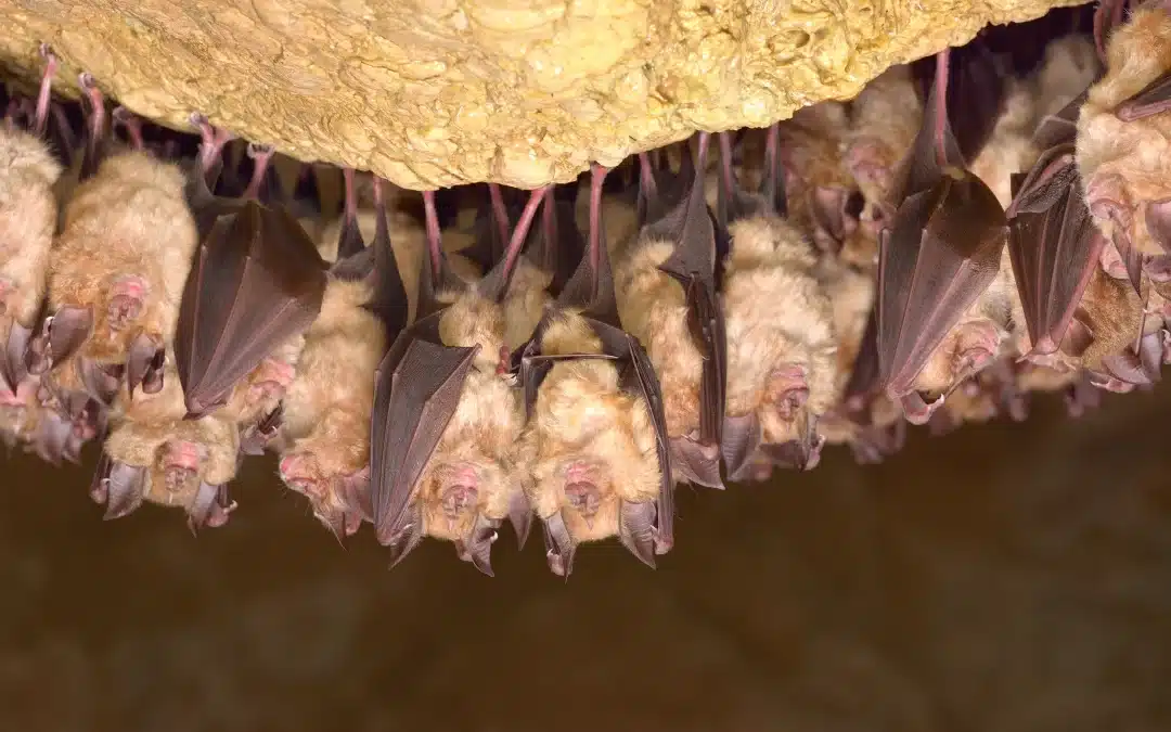 Fledermaus Winterschlaf: Wie überwintern Fledermäuse?