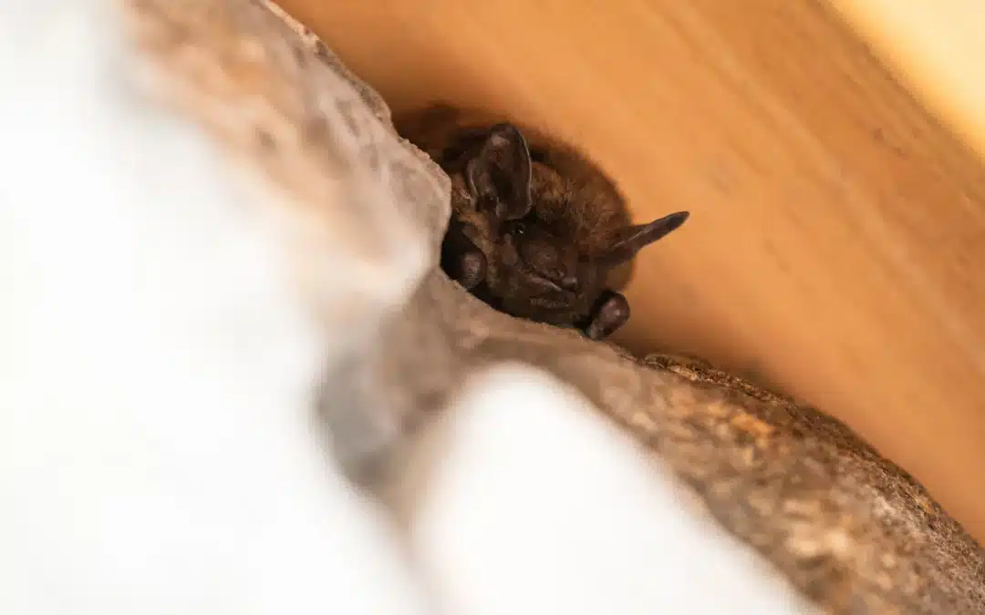 Fledermaus zuhause: Was tun, wenn sich eine Fledermaus verirrt?