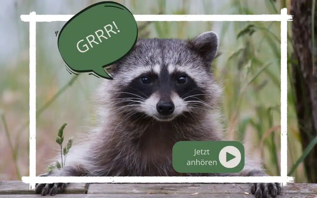 Waschbär Geräusche: Was sie bedeuten