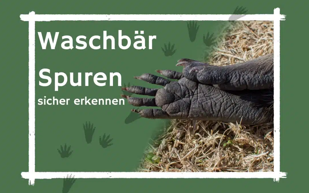 So erkennst du „Waschbär Spuren“