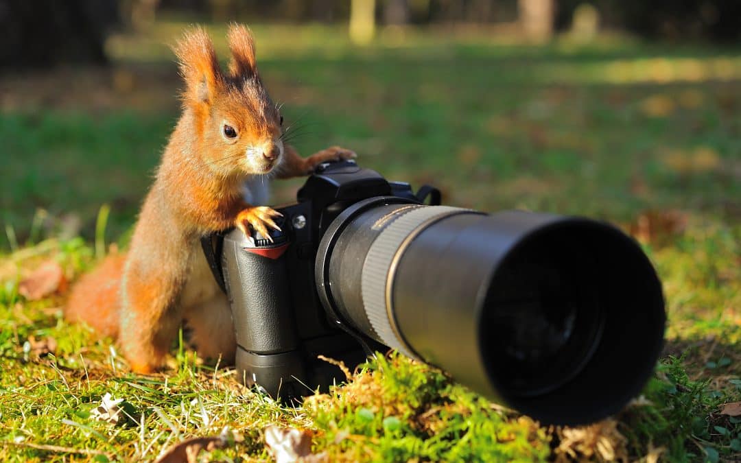 Eichhörnchen Bilder