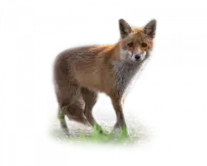 Fuchs - Wildtiere in Deutschland