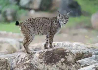 Iberischer Luchs-Pardelluchs-Lynx pardinus