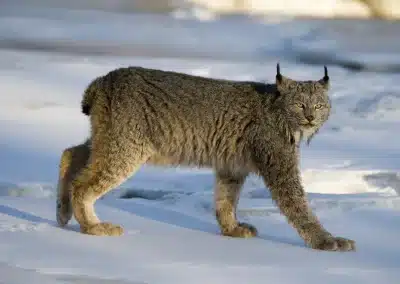 Kanadischer Luchs-Kanadaluchs-Lynx canadensis