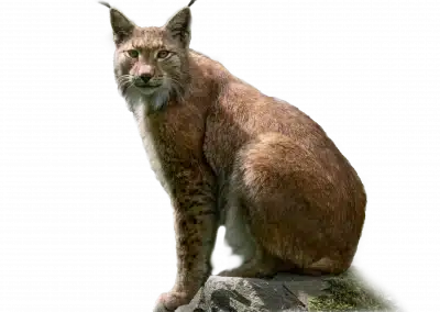 Luchs