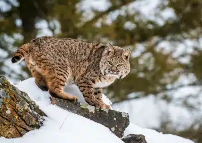 Rotluchs-Bobcat-Lynx rufus