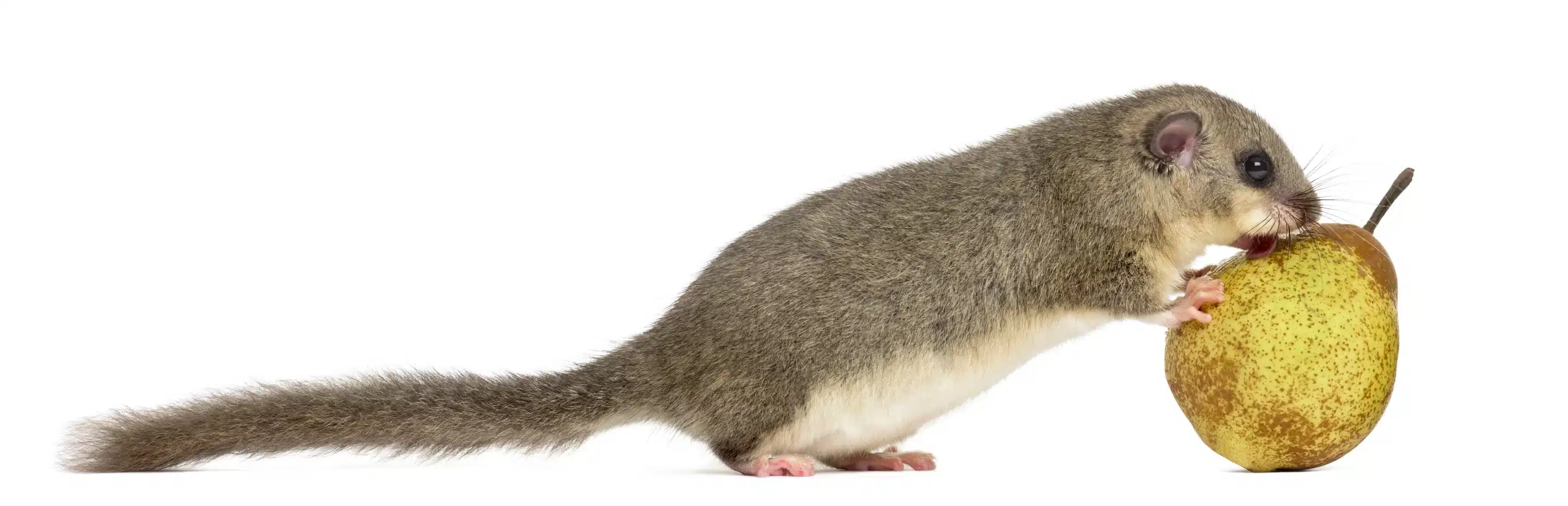 Siebenschläfer im Vergleich mit einer Birne - Wildtiere in Deutschland