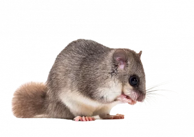 Siebenschläfer