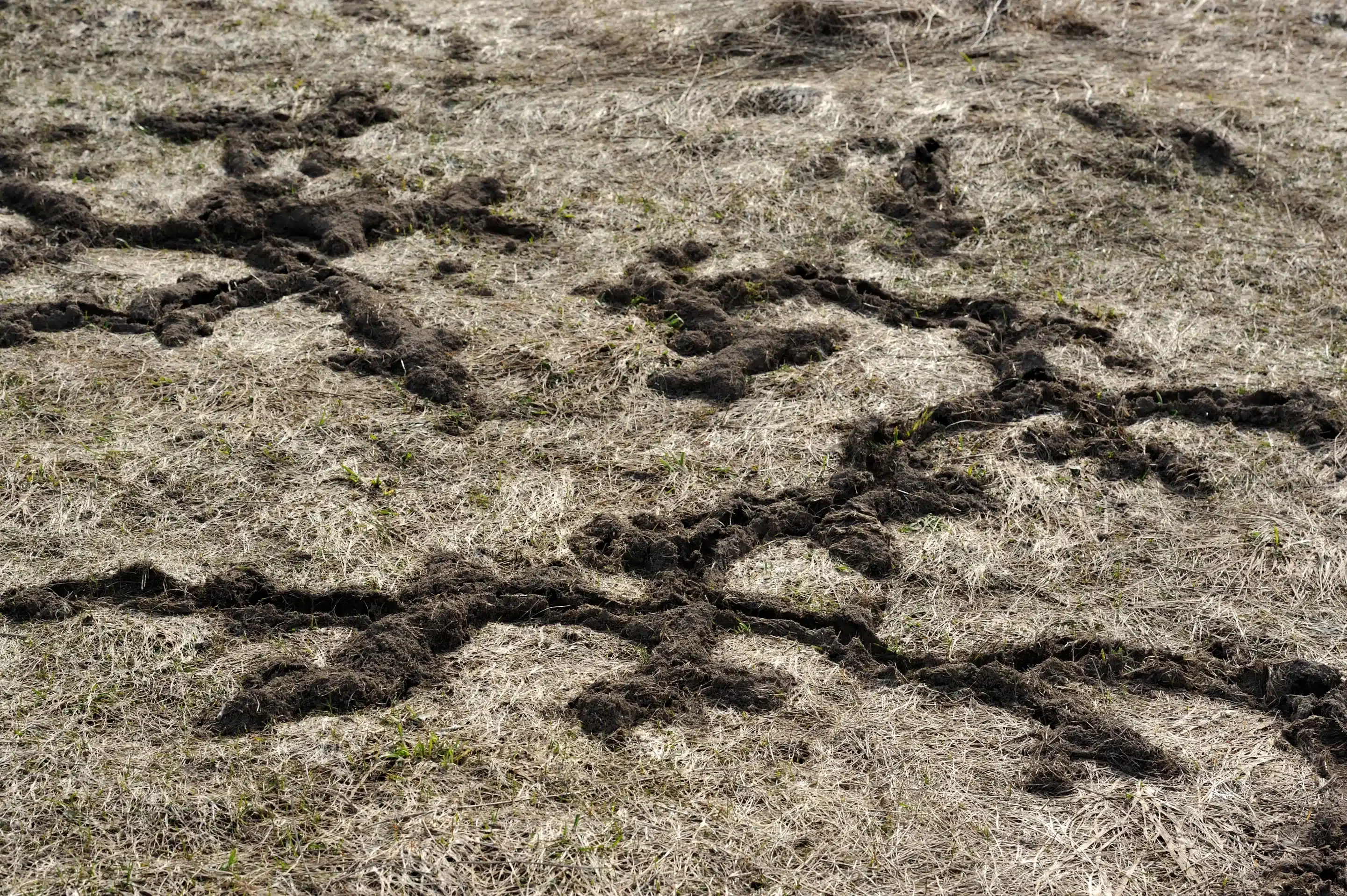 Wühlmaus im Garten erkennen - Wildtiere in Deutschland
