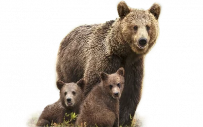 Braunbär
