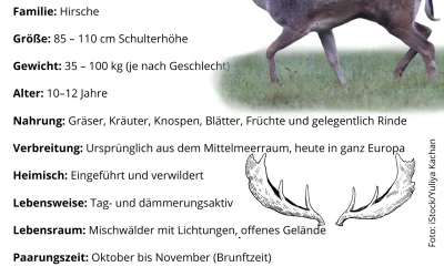 Damhirsch Steckbrief – Alle Fakten zum Damwild (Dama dama)