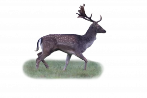 Damwild - Wildtiere in Deutschland