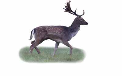 Damwild