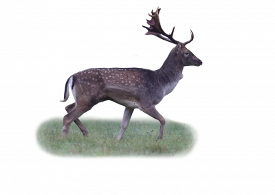 Damwild