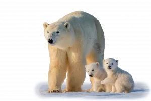 Eisbär- Wildtiere in Europa