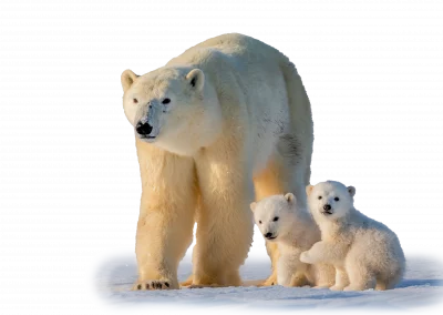 Eisbär