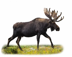 Elch - Wildtiere in Europa