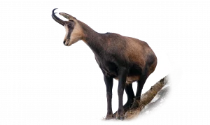 Gams - Wildtiere in Deutschland