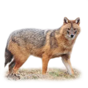 Goldschakal - Wildtiere in Deutschland