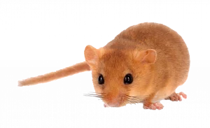Haselmaus - Wildtiere in Deutschland