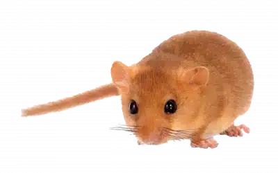 Haselmaus