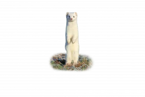Hermelin - Wildtiere in Deutschland