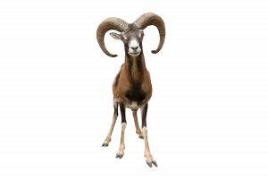 Mufflon - Wildtiere in Deutschland