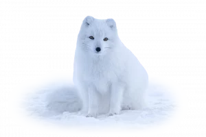 Polarfuchs - Wildtiere in Europa