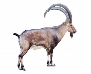 Steinbock - Wildtiere in Deutschland