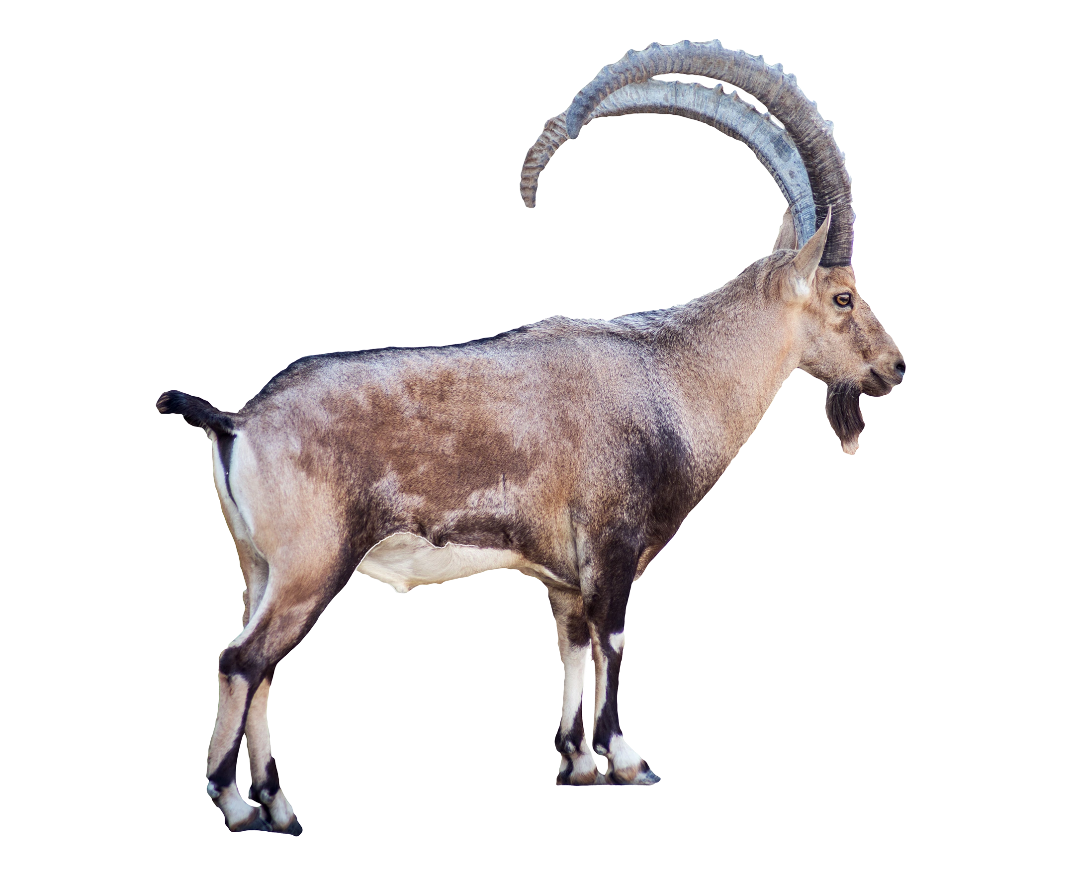 Steinbock - Wildtiere in Deutschland