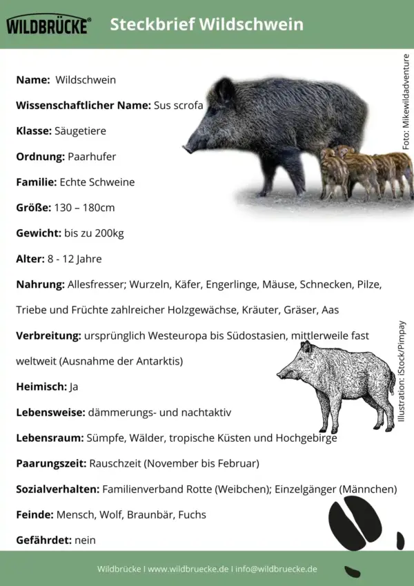 Wildschwein Steckbrief - Wildtiere in Deutschland