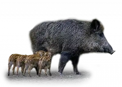 Wildschwein