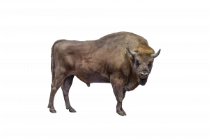 Wisent - Wildtiere in Europa