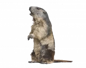 Murmeltier - Wildtiere in Deutschland