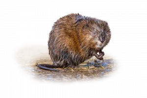 Bisamratte - Wildtiere in Deutschland