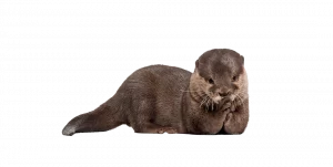 Der Fischotter - Wildtiere in Deutschland