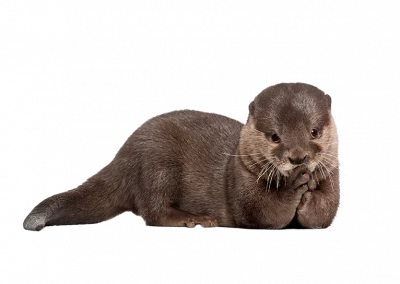 Fischotter