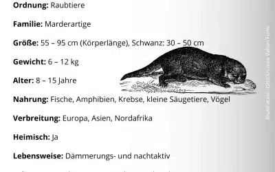Steckbrief Fischotter