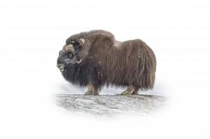 Moschusochse - Wildtiere in Europa