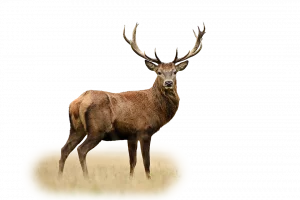 Rothirsch - Wildtiere in Deutschland