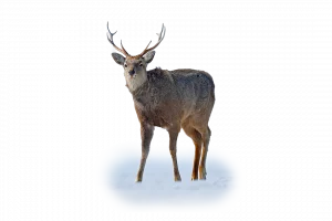 Sikawild - Wildtiere in Deutschland