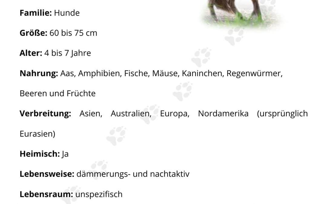 Steckbrief Rotfuchs