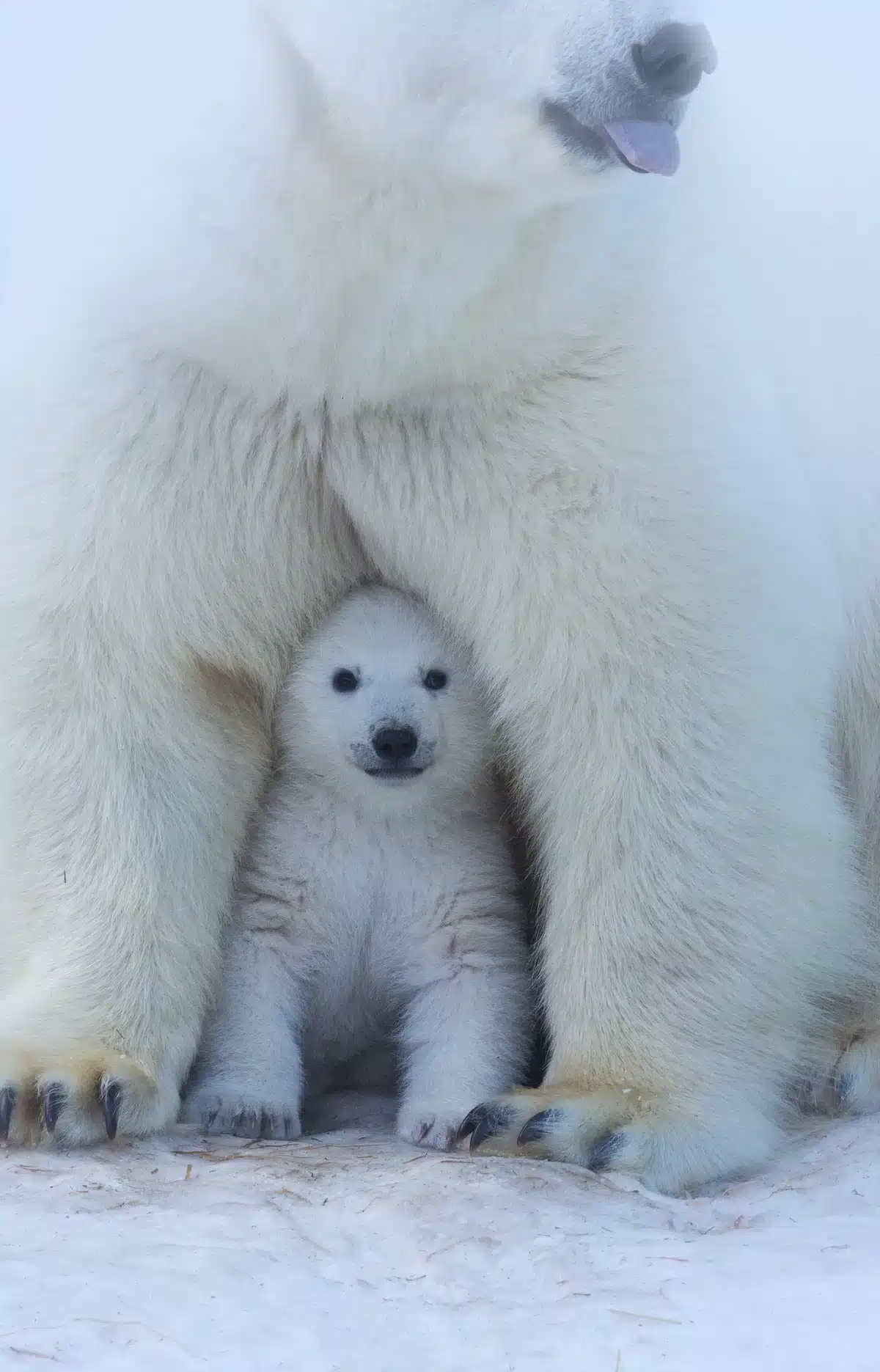 Eisbär Baby unter der Mutter - Wildtiere in Europa