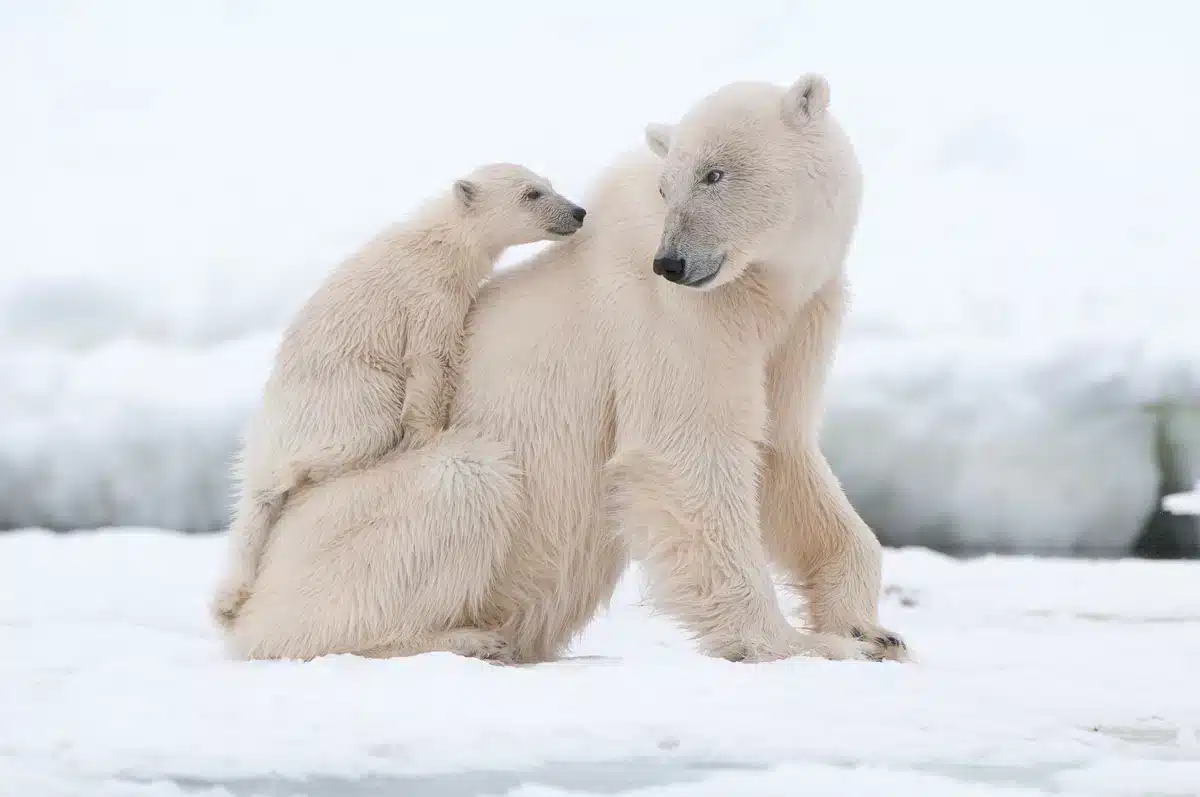 Eisbär baby auf dem Rücken der Mutter - Wildtiere in Europa