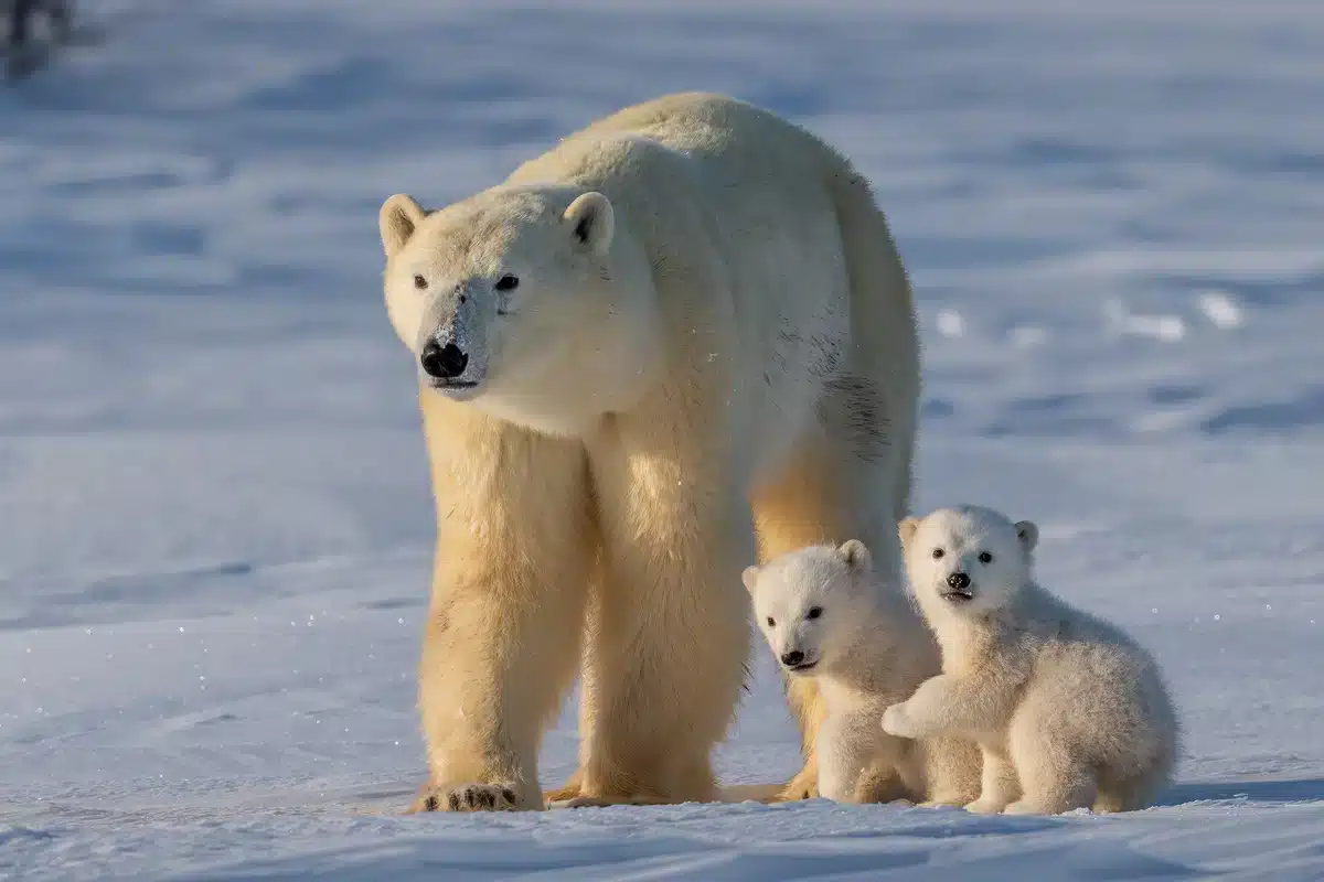 Eisbärbabys und die Mutter - Wildtiere in Europa