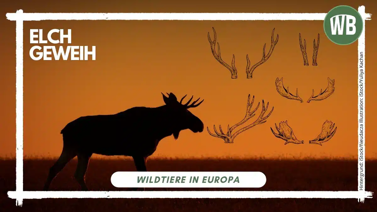 Elch Geweih - Wildtiere in Europa